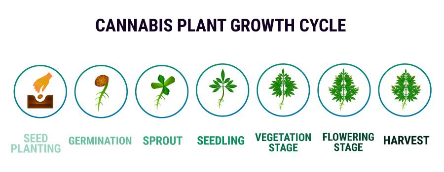 How to Grow Weed - Expert Tips & Cannabis Grow Guides 5