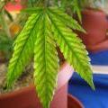 This cannabis leaf is showing signs of a magnesium deficiency