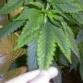 This marijuana leaf is showing signs of a magnesium deficiency
