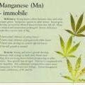 Manganese Deficiency 1 More information about manganese and your marijuana plant