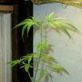 This cannabis plant is showing th very first signs of a sulphur deficiency