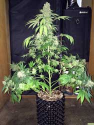 Cannabis Plant Training Techniques: Complete Guide 27 www.paramountseedfarms.com