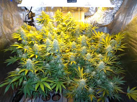 Manifolding Cannabis Plants - Training Technique: Tutorial 11 www.paramountseedfarms.com