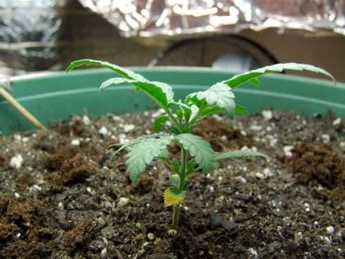 How To ScrOG Cannabis Plants: Full Tutorial 14 www.paramountseedfarms.com