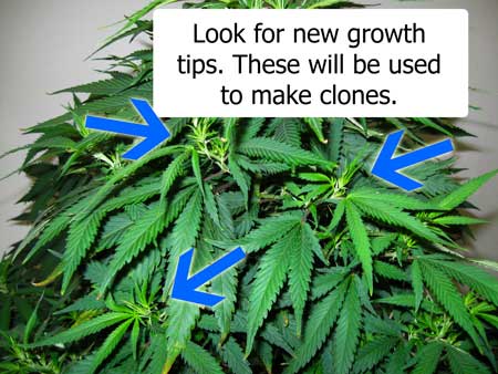 cannabis mother new growth for cloning