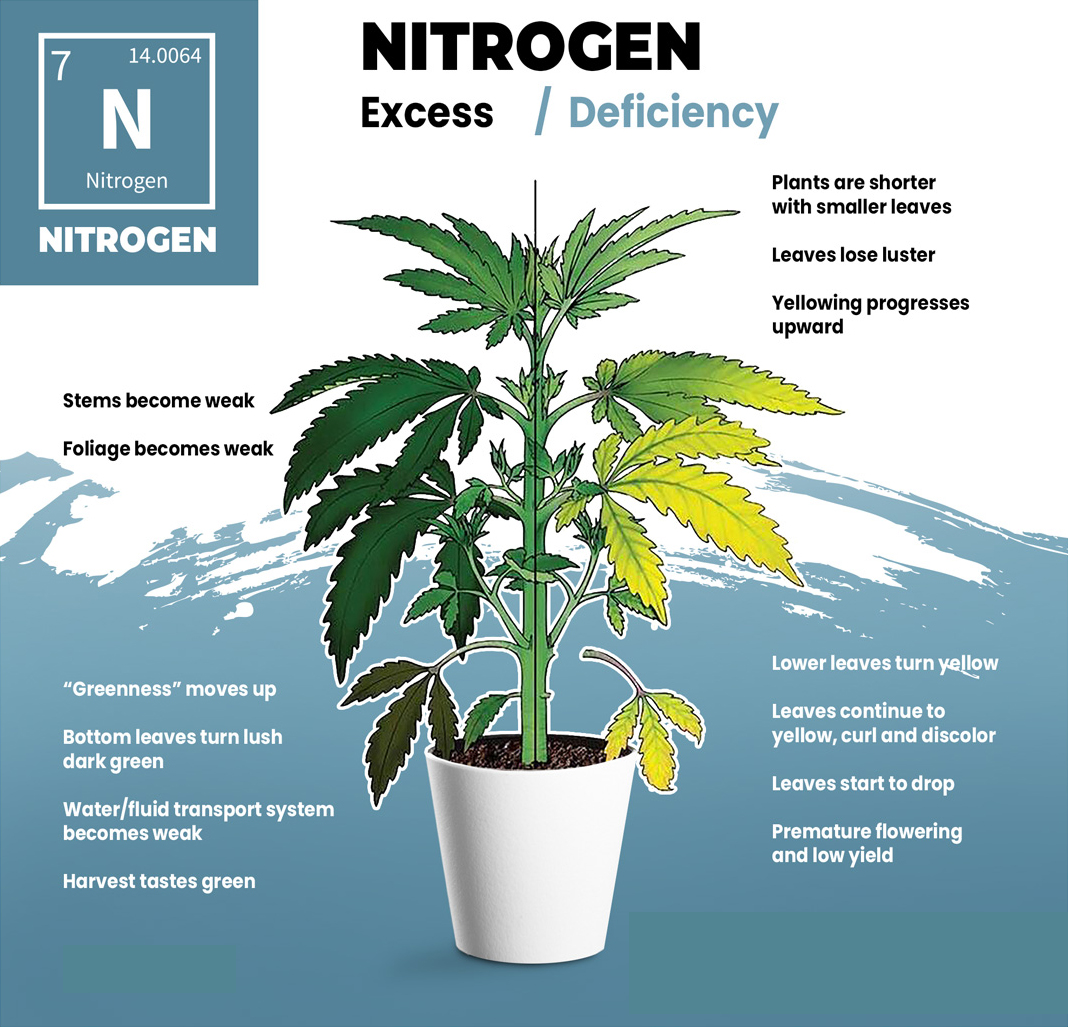 Nitrogen Deficiency Visual Guide Nitrogen Deficiency Visual Guide