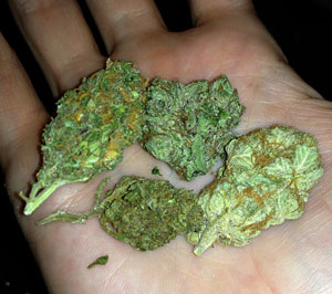 Manifolding Cannabis Plants - Training Technique: Tutorial 55 www.paramountseedfarms.com