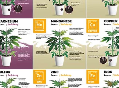 Cannabis Nutrient Deficiencies: Complete Guide [Visual Charts] 2
