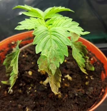 Overwatering 3 Example of a cannabis seedling that appears to be droopy with a nutrient deficiency. The cause of BOTH problems? Overwatering!