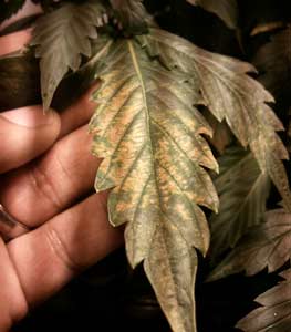 pH Fluctuations 3 This cannabis shows tan pale spotting on the leaves in a pattern that is unique to pH fluctuations - most often found in hydro, but sometimes in soil