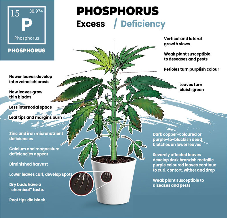 Phosphorus Deficiency Visual Guide