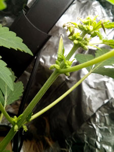 Hermies, Pollen Sacs & Bananas 10 Hermie plant showing a few female pistils - hermied after being stressed