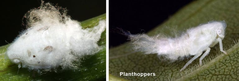 Planthoppers 13