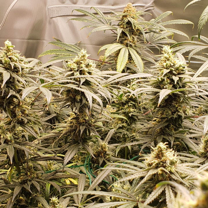 Platinum OG Seeds Platinum OG Seeds