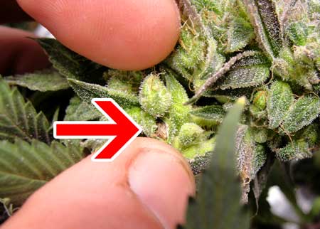 how to make feminized seeds