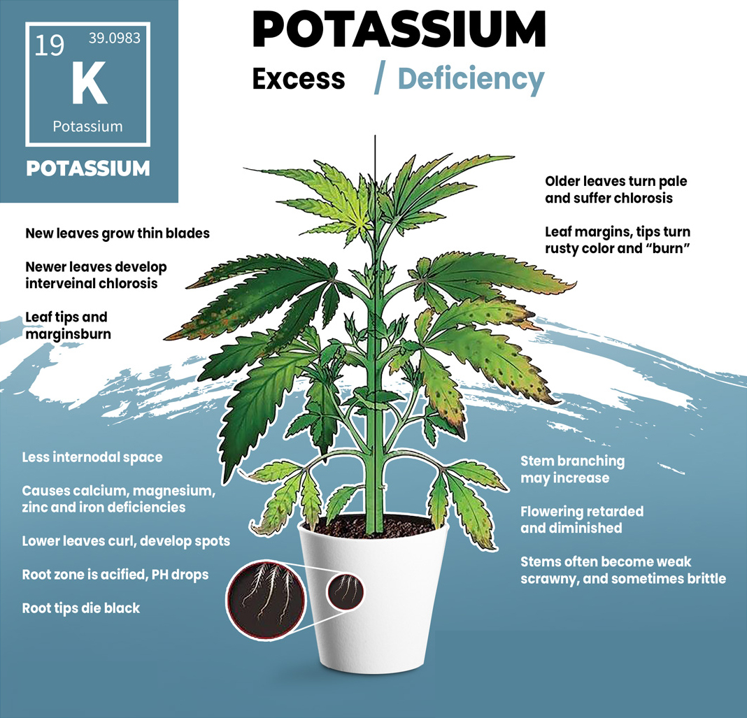 Cannabis Potassium Deficiency Visual Guide Cannabis Potassium Deficiency Visual Guide