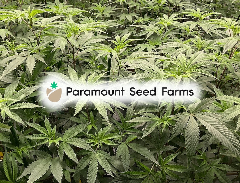 marijuana plant veg stage
