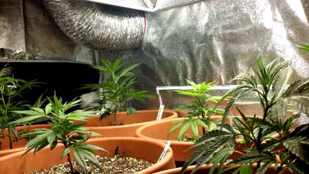 Topping vs FIMing Cannabis Plants: Full Tutorial 13 www.paramountseedfarms.com