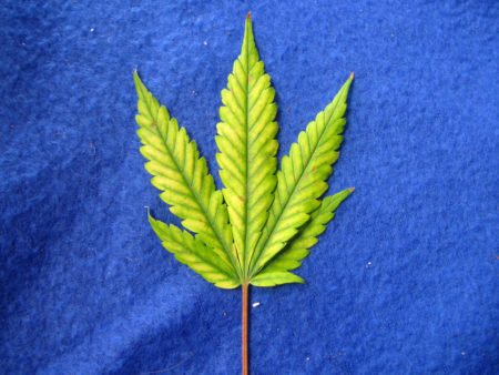 Magnesium Deficiency 1 This cannabis leaf with a magnesium deficiency also has red stems.