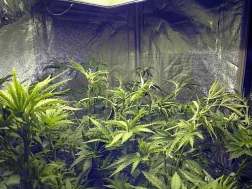 Cannabis Low Stress Training (LST): Complete Guide 36 A cannabis garden right after the grower bent all the stems down with gentle LST