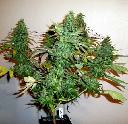 Topping vs FIMing Cannabis Plants: Full Tutorial 11 www.paramountseedfarms.com