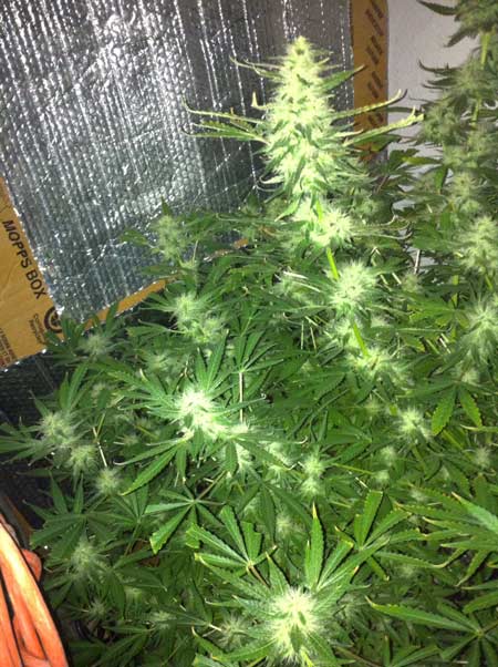 Cannabis Defoliation Tutorial: How to Increase Yields Removing Leaves 19 www.paramountseedfarms.com