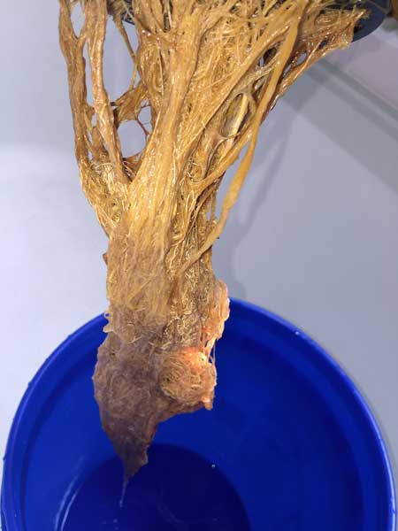 Root Rot 2 These cannabis roots are brown with root rot - they're slimy, smelly, and will kill your plant if not treated immediately!