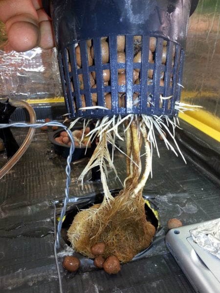 Root Rot 8 Root rot on this cannabis plant was caused by the water level being too high