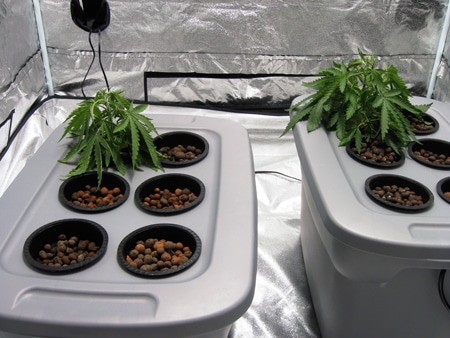 Root Rot 14 The first sign of root rot in hydro cannabis plants (besides brown roots) is usually wilting