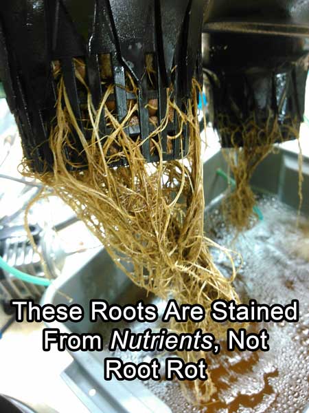 Cannabis plant - roots are brown because they're stained from nutrients, not because of root rot!