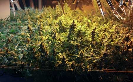 Cannabis Plant Training Techniques: Complete Guide 11 www.paramountseedfarms.com
