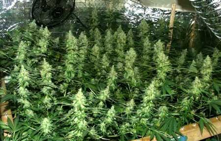 How To ScrOG Cannabis Plants: Full Tutorial 3 www.paramountseedfarms.com