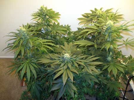 How To Grow Cannabis with Sea of Green (SoG) Method 15 www.paramountseedfarms.com