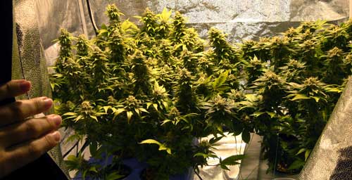 Topping vs FIMing Cannabis Plants: Full Tutorial 10 www.paramountseedfarms.com