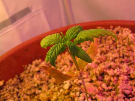 Root Problems 4 Example of a marijuana seedling with root problems that are the result of a bad growing medium