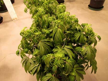 Root Problems 3 Severely overwatered cannabis plant