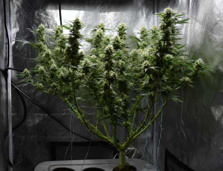 Manifolding Cannabis Plants - Training Technique: Tutorial 50 www.paramountseedfarms.com