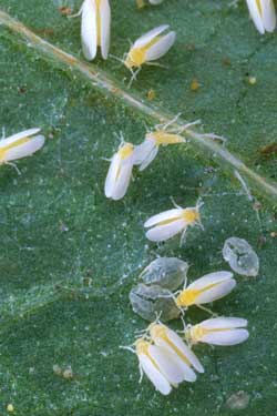 Silver leaf whiteflies and round nymph young