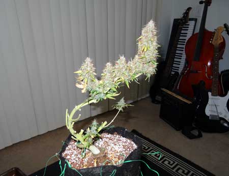 Example of an LST'ed cannabis plant after harvest