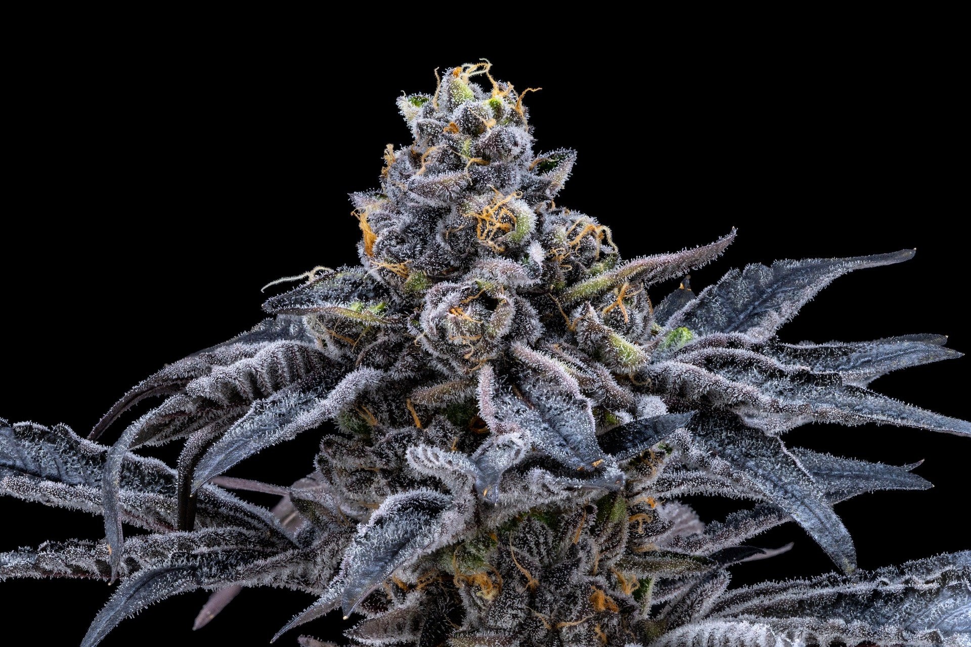 115 Best Weed Strains of All Time 57 weed strain image
