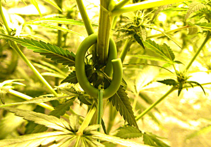 Cannabis Low Stress Training (LST): Complete Guide 20 Soft wire ring being used to hold down stem safely
