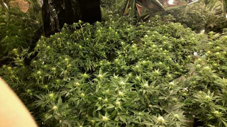 How To Grow Cannabis with Sea of Green (SoG) Method 11 www.paramountseedfarms.com