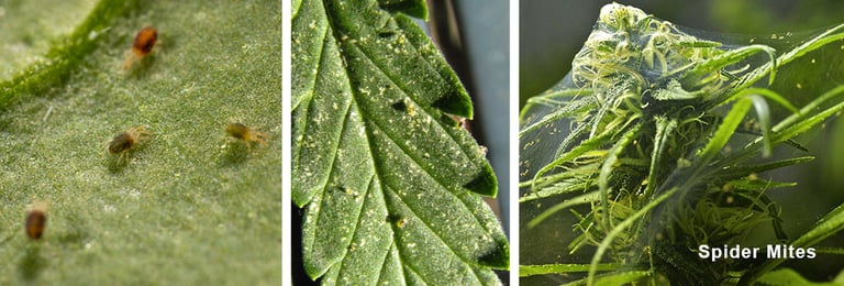 Spider Mites 2 Spider Mites 1