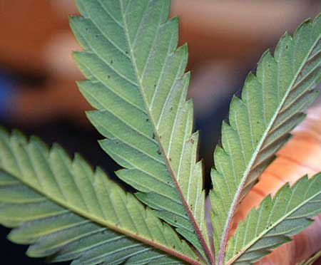 Picture of spider mites on the leaf of a cannabis plant