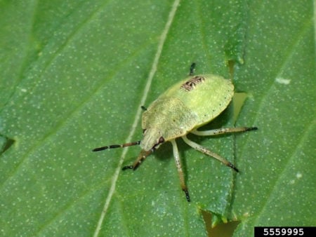 A stinkbug nymph on a cannabis leaf of the Euschistus species