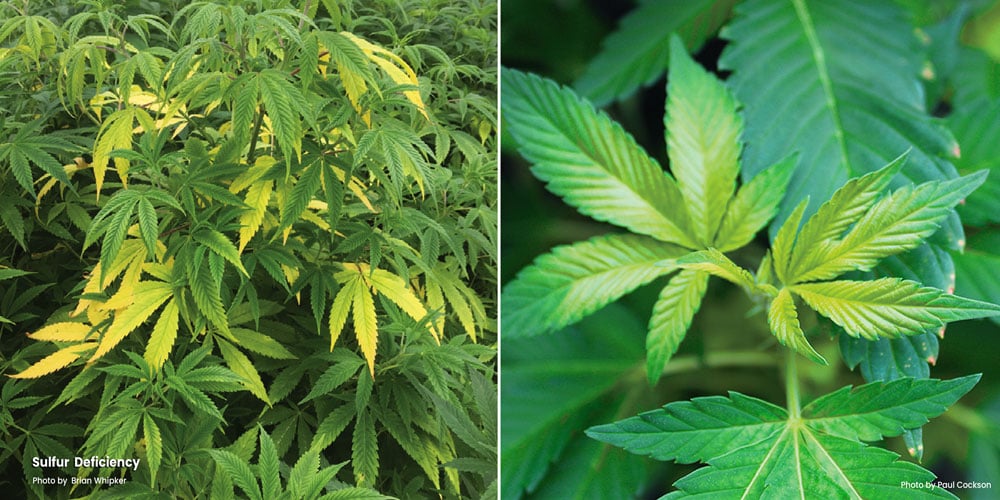 Lime green and yellow leaves because of a Sulphur deficiency