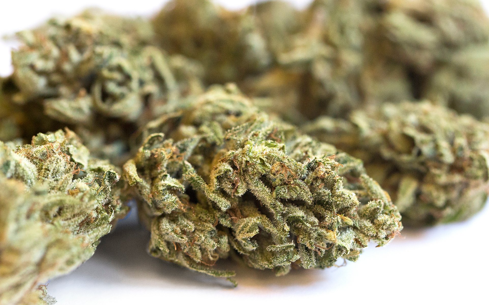 115 Best Weed Strains of All Time 55 weed strain image