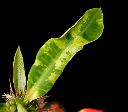 Tobacco Mosaic Virus (TMV) 3 Euphorbia viguieri plant infected with mosaic virus