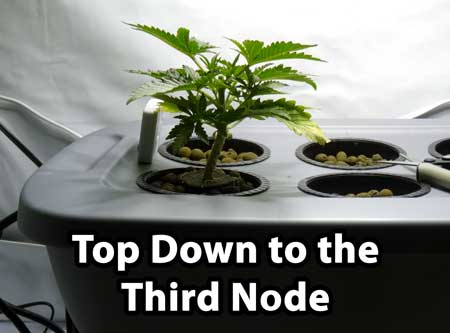 Manifolding Cannabis Plants - Training Technique: Tutorial 29 www.paramountseedfarms.com