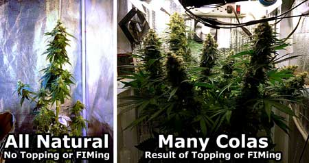 Topping vs FIMing Cannabis Plants: Full Tutorial 5 www.paramountseedfarms.com